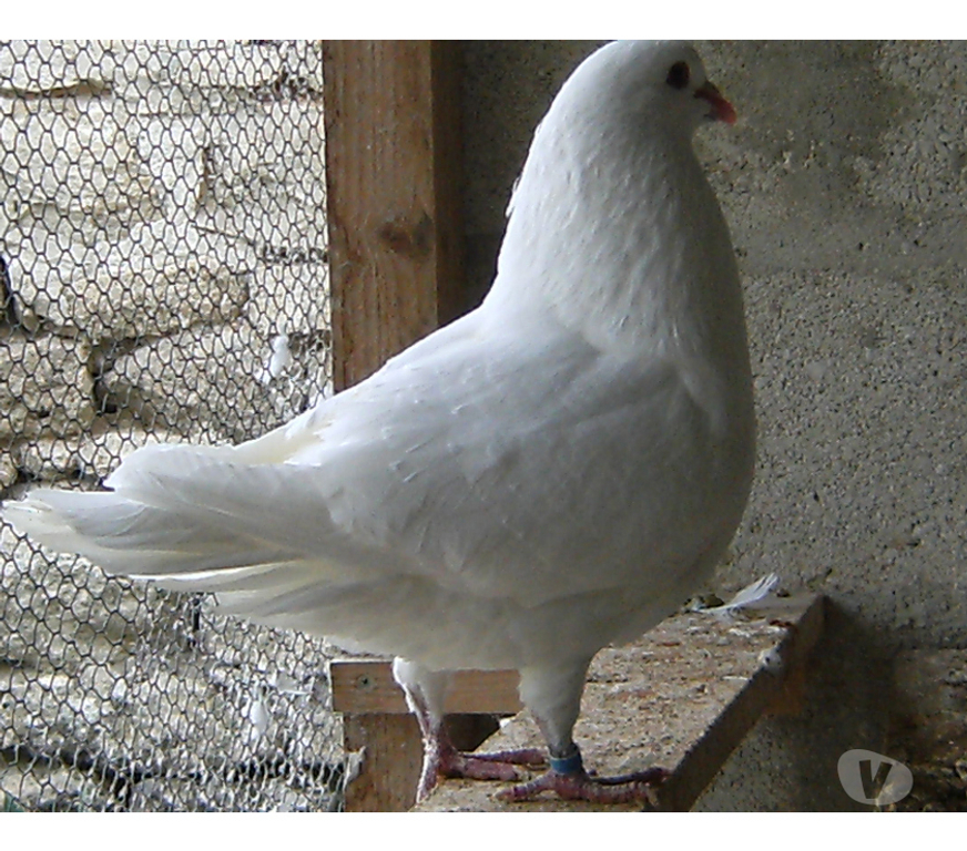 Vente Seine-et-Marne Bagneaux sur Loing - 77167 - Photos Vivastreet Pigeons de chair