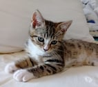 Soisy sous Montmorency - Val-d'Oise — BIANCA à adopter