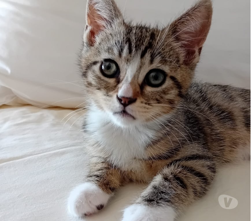 Don animaux Val-d'Oise Soisy sous Montmorency - 95230 - Photos Vivastreet BIANCA à adopter