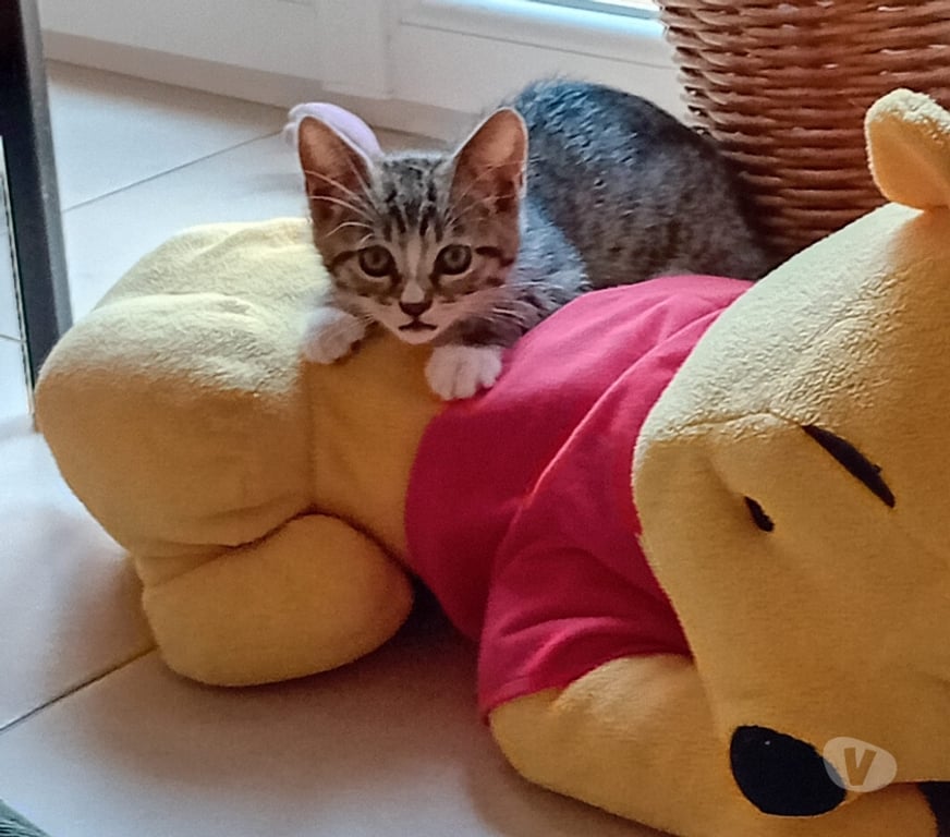 Don animaux Val-d'Oise Soisy sous Montmorency - 95230 - Photos Vivastreet BIANCA à adopter