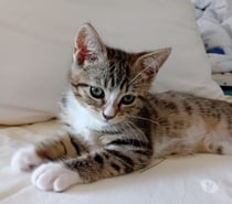 Photos Vivastreet BIANCA à adopter