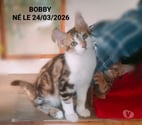 Soisy sous Montmorency - Val-d'Oise — Bobby, à adopter