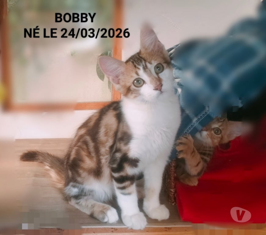 Don animaux Val-d'Oise Soisy sous Montmorency - 95230 - Photos Vivastreet Bobby, à adopter