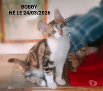 Photos Vivastreet Bobby, à adopter