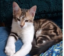 Photos Vivastreet Bobby, à adopter