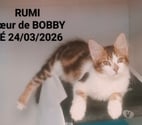 Soisy sous Montmorency - Val-d'Oise — RUMI, à adopter