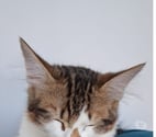 RUMI, à adopter
