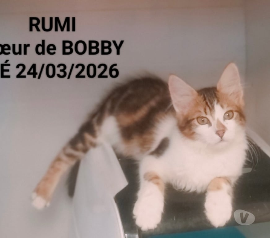 Don animaux Val-d'Oise Soisy sous Montmorency - 95230 - Photos Vivastreet RUMI, à adopter