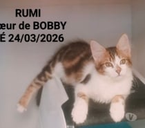 Photos Vivastreet RUMI, à adopter