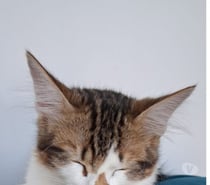 Photos Vivastreet RUMI, à adopter