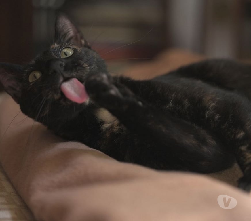 Don animaux Val-d'Oise Soisy sous Montmorency - 95230 - Photos Vivastreet MADELINE, à adopter