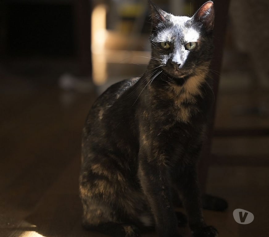 Don animaux Val-d'Oise Soisy sous Montmorency - 95230 - Photos Vivastreet MADELINE, à adopter