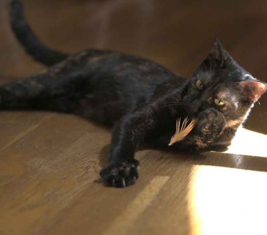 Don animaux Val-d'Oise Soisy sous Montmorency - 95230 - Photos Vivastreet MADELINE, à adopter