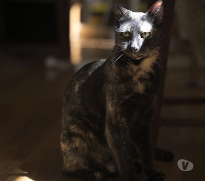 Don Soisy sous Montmorency Val-d'Oise - Photos Vivastreet MADELINE, à adopter
