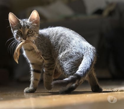 Adoption animaux Soisy sous Montmorency Val-d'Oise - Photos Vivastreet GUYANA à adopter