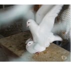 Bagneaux sur Loing - Seine-et-Marne — Pigeons reproducteurs hubbell blanc
