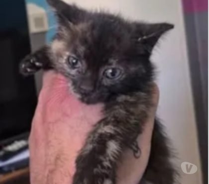 Adoption animaux Davezieux Ardèche - Photos Vivastreet Chat ECAILLE à l adoption