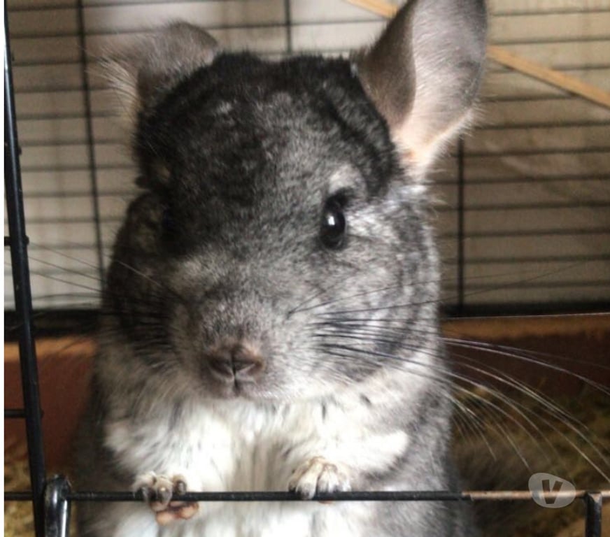 Vente Aisne Soissons - 02200 - Photos Vivastreet 3 chinchillas à vendre – urgence déménagement