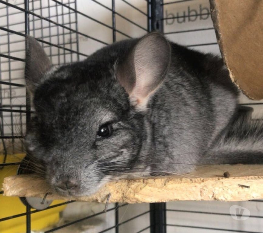Vente Aisne Soissons - 02200 - Photos Vivastreet 3 chinchillas à vendre – urgence déménagement