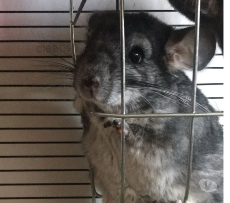 Vente Aisne Soissons - 02200 - Photos Vivastreet 3 chinchillas à vendre – urgence déménagement