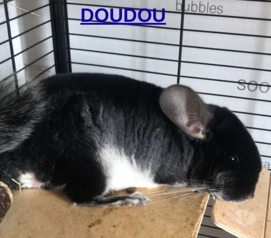 Vente Aisne Soissons - 02200 - Photos Vivastreet 3 chinchillas à vendre – urgence déménagement