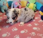 Tourch - Finistère — SUPERBE CHIOTS BERGER AMERICAIN MINIATURE LOF