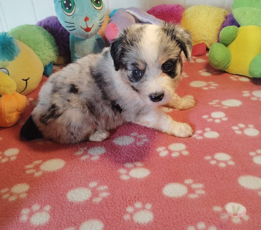 Vente Finistère Tourch - 29140 - Photos Vivastreet SUPERBE CHIOTS BERGER AMERICAIN MINIATURE LOF