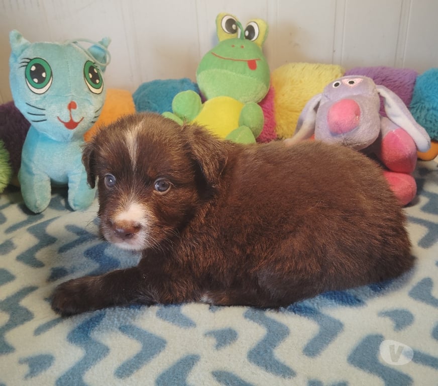 Vente Finistère Tourch - 29140 - Photos Vivastreet SUPERBE CHIOTS BERGER AMERICAIN MINIATURE LOF