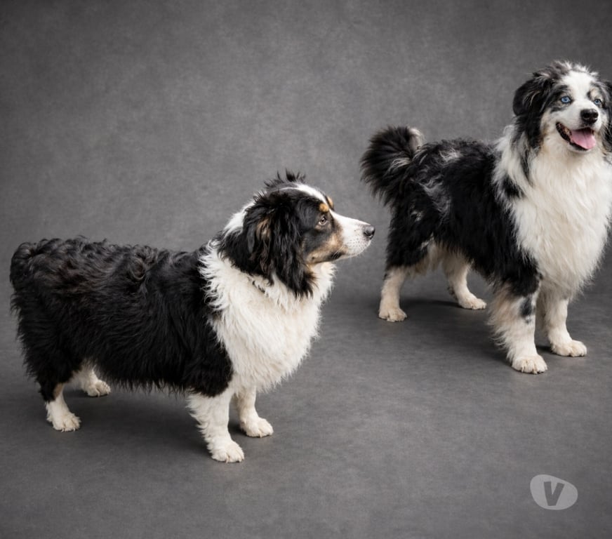 Vente Finistère Tourch - 29140 - Photos Vivastreet SUPERBE CHIOTS BERGER AMERICAIN MINIATURE LOF