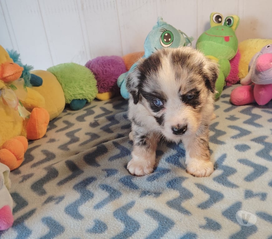Vente Finistère Tourch - 29140 - Photos Vivastreet SUPERBE CHIOTS BERGER AMERICAIN MINIATURE LOF