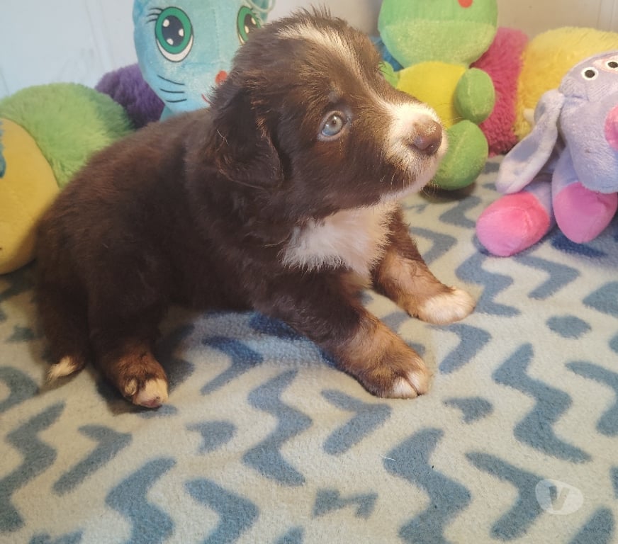 Vente Finistère Tourch - 29140 - Photos Vivastreet SUPERBE CHIOTS BERGER AMERICAIN MINIATURE LOF