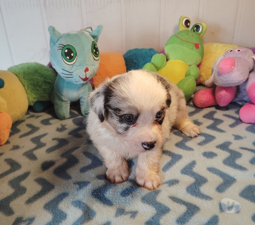 Vente Finistère Tourch - 29140 - Photos Vivastreet SUPERBE CHIOTS BERGER AMERICAIN MINIATURE LOF