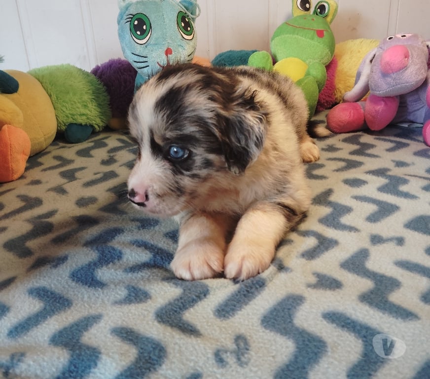 Vente Finistère Tourch - 29140 - Photos Vivastreet SUPERBE CHIOTS BERGER AMERICAIN MINIATURE LOF