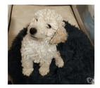 Moulins - Allier — Petit bébé caniche mâle