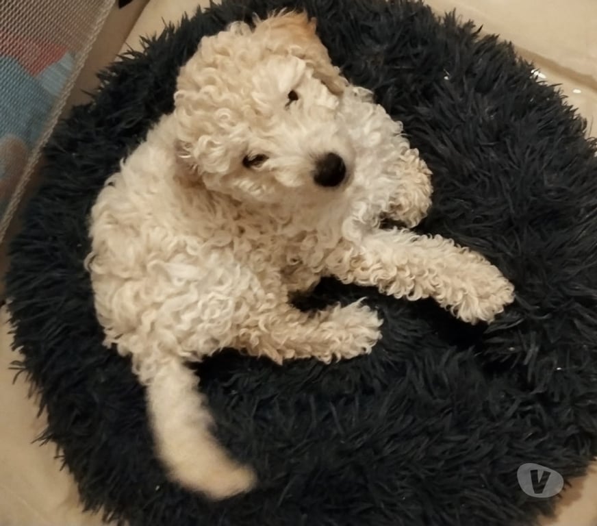 Vente Allier Moulins - 03000 - Photos Vivastreet Petit bébé caniche mâle