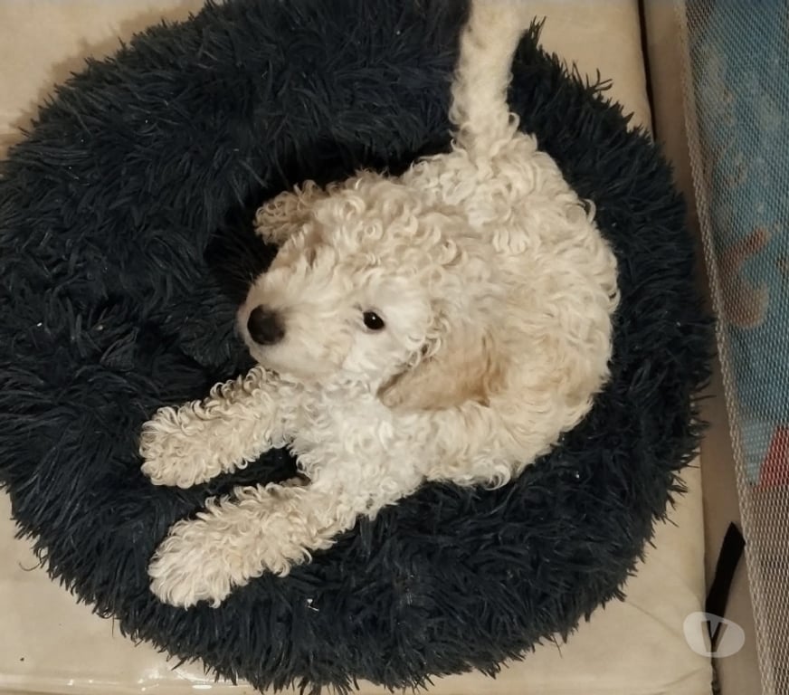 Vente Allier Moulins - 03000 - Photos Vivastreet Petit bébé caniche mâle