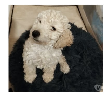 Vente animaux Moulins Allier - Photos Vivastreet Petit bébé caniche mâle