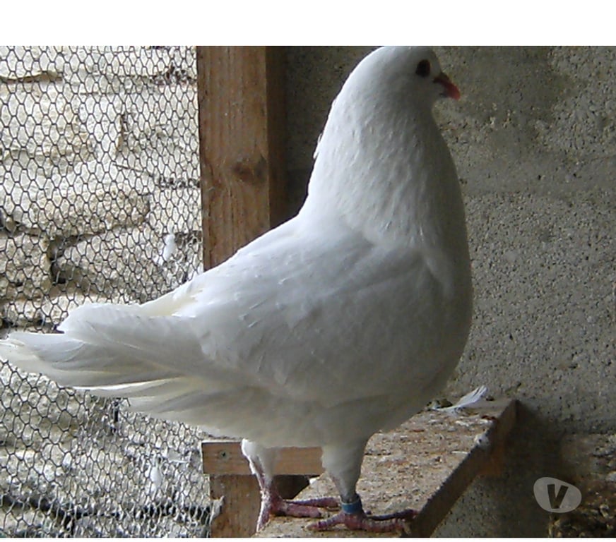 Vente Seine-et-Marne Bagneaux sur Loing - 77167 - Photos Vivastreet Pigeons de chair
