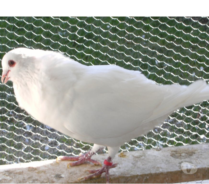 Vente Seine-et-Marne Bagneaux sur Loing - 77167 - Photos Vivastreet Pigeons de chair
