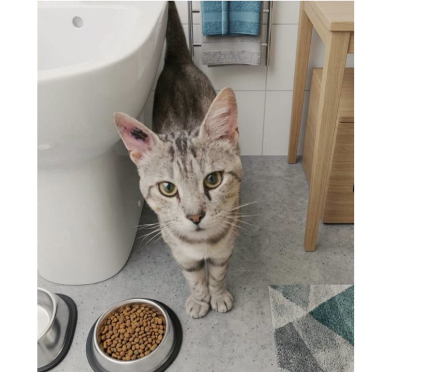 Don animaux Aude Carcassonne - Photos Vivastreet Milou adorable chat abandonné cherche famille serieuse