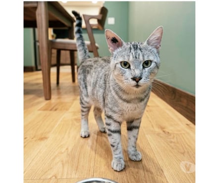 Don animaux Villalbe Carcassonne - Photos Vivastreet Milou adorable chat abandonné cherche famille serieuse