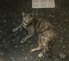 Villalbe - Carcassonne — Barby 1 an gentile chatte caline cherche adoptants
