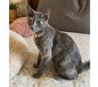 Villalbe - Carcassonne — Barby 1 an gentile chatte caline cherche adoptants