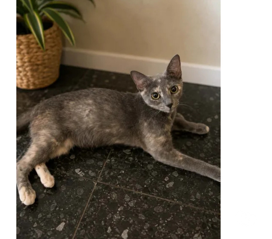 Don animaux Aude Carcassonne - Photos Vivastreet Barby 1 an gentile chatte caline cherche adoptants