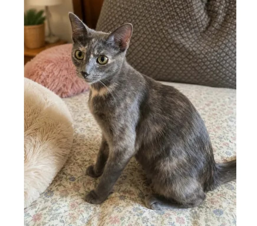 Don animaux Aude Carcassonne - Photos Vivastreet Barby 1 an gentile chatte caline cherche adoptants