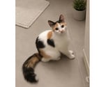 Villalbe - Carcassonne — Finette gentille chatte tricolore poils longs 1 an a adopter