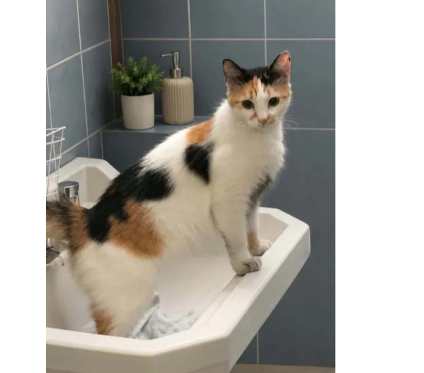 Don animaux Aude Carcassonne - Photos Vivastreet Finette gentille chatte tricolore poils longs 1 an a adopter