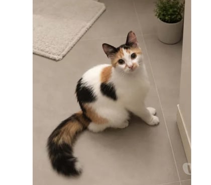 Don animaux Villalbe Carcassonne - Photos Vivastreet Finette gentille chatte tricolore poils longs 1 an a adopter