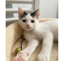 Villalbe - Carcassonne — Chatons cherchent famille pour adoption responsable