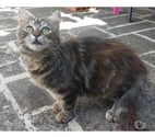 Villalbe - Carcassonne — Chatons cherchent famille pour adoption responsable